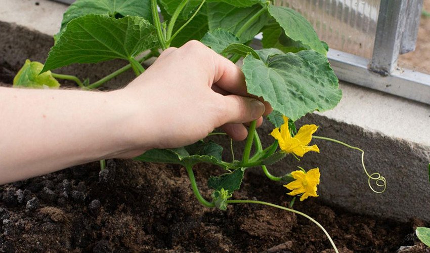 Огірки в теплиці Огірки в теплиці
