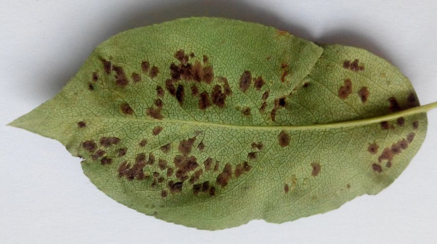 Грушевий кліщ