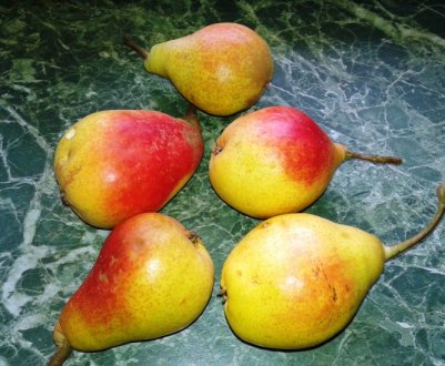 Сорт груші Лісова красуня — ботанічний опис і характеристика сорту