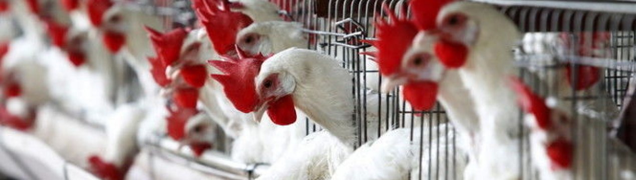 Україна збільшила експортні поставки курятини