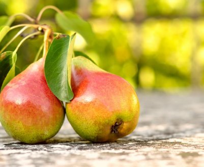 Особливості посадки і вирощування сорти груші Забава