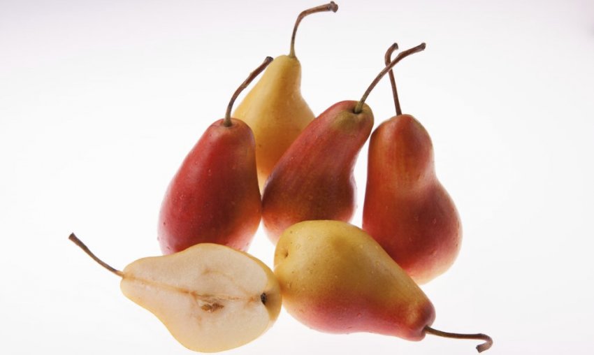 Плоди груші Забава Плоди груші Забава