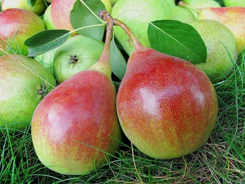 Збір урожай груші Забава Збір урожай груші Забава