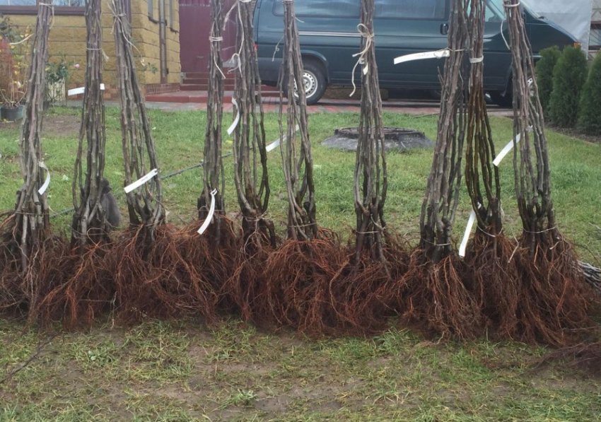 Саджанці груші