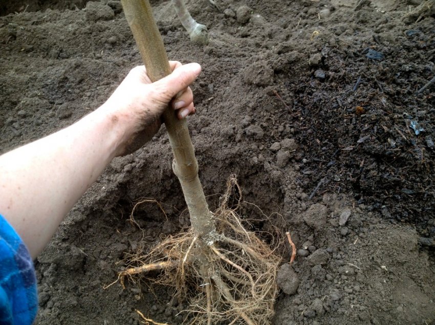 Посадка саджанця груші