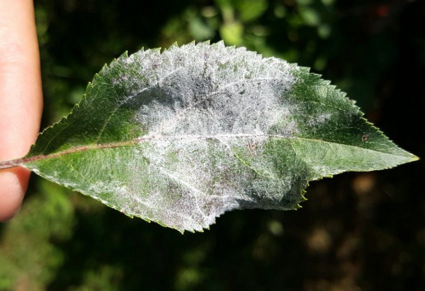 Борошниста роса