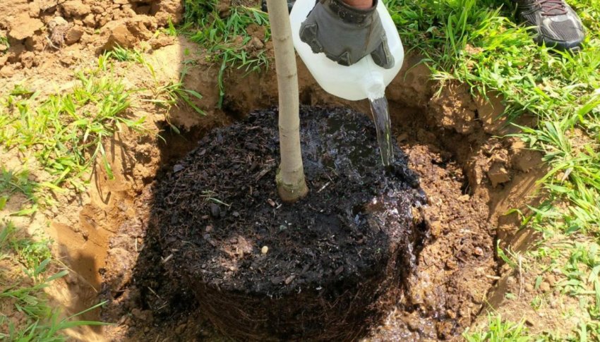 Полив груші