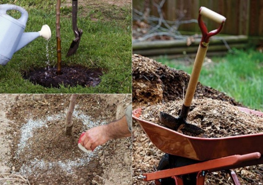 Підживлення груші навесні