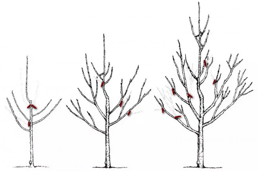 Обрізання груші Обрізання груші