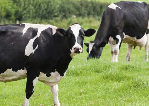 Чёрно-пёстрая порода КРС: описание, уход и кормление