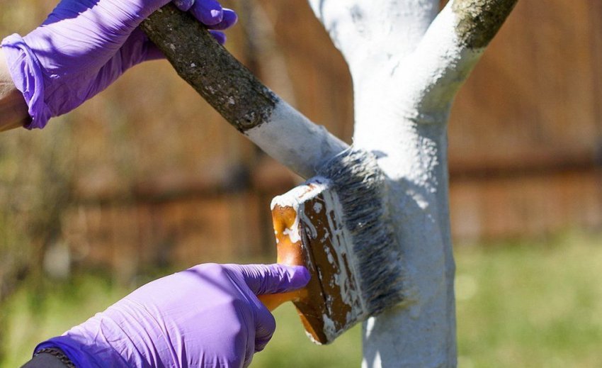 Побілка груші