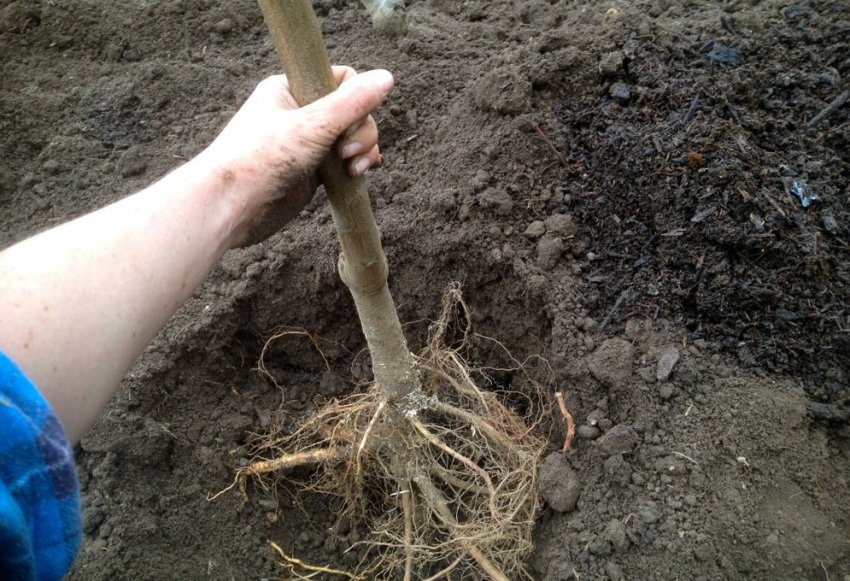 Посадка саджанця груші Посадка саджанця груші