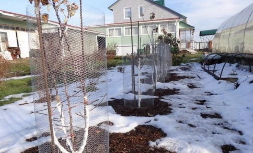 Захист від зайців Захист від зайців