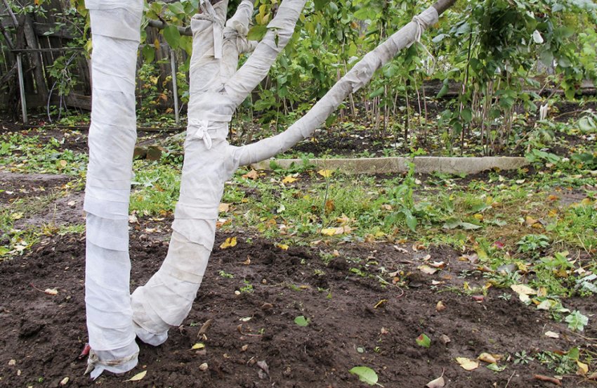 Підготовка сливи до зимівлі