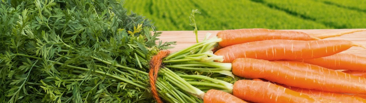 Почему морковь вырастает горькой?