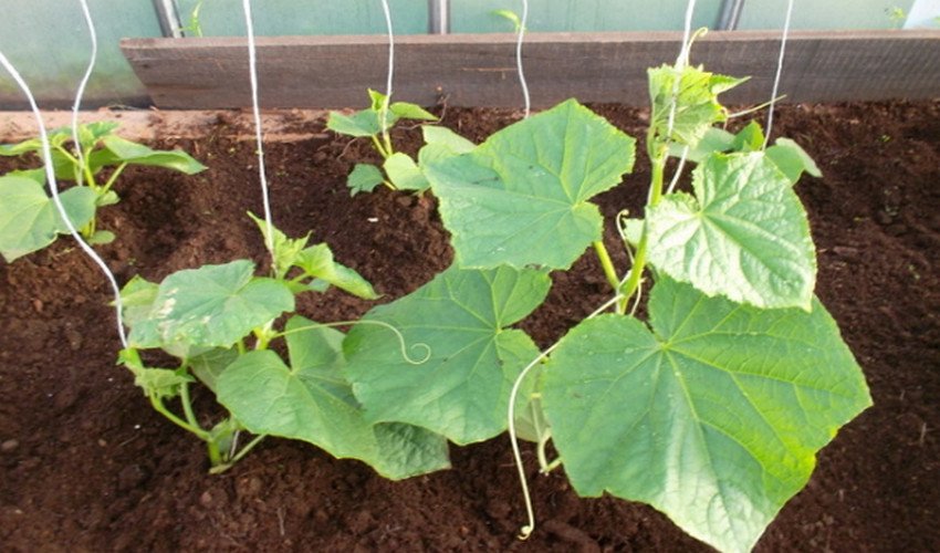 Підв'язка огірків Підв'язка огірків