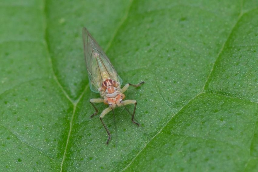 Листоблошка Листоблошка