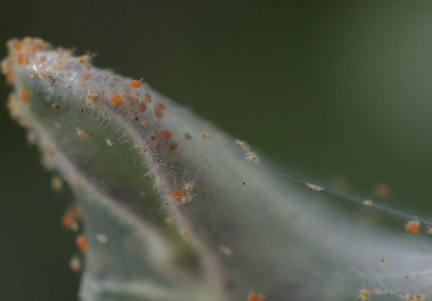 Павутинні кліщі Павутинні кліщі