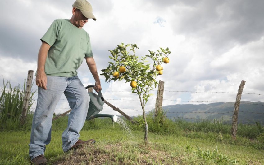 Полив груші Полив груші