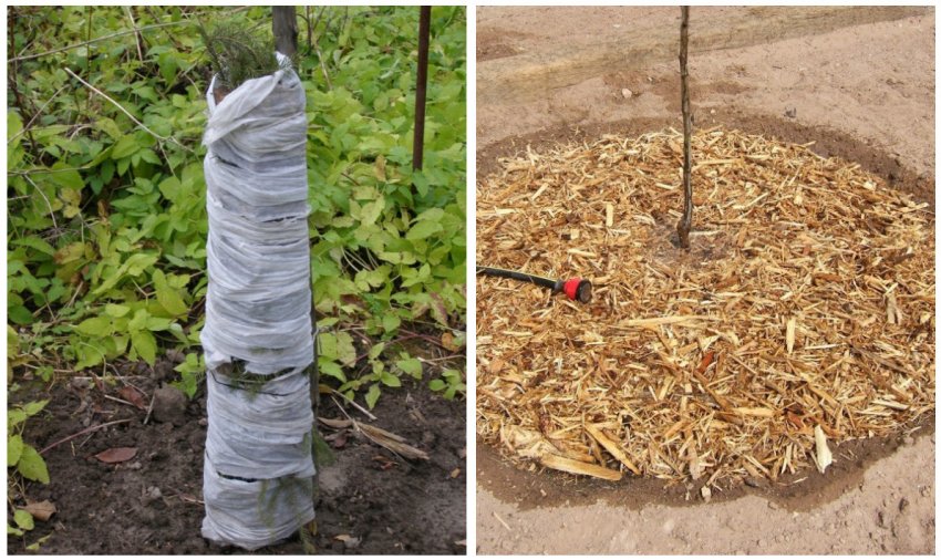 Підготовка дерева до зимівлі Підготовка дерева до зимівлі