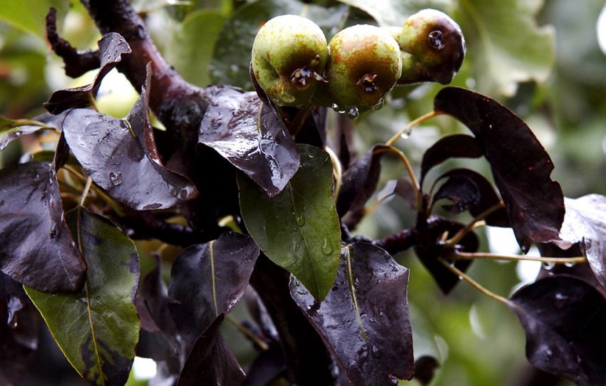 Бактеріоз Бактеріоз