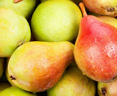 Особливості посадки груші сорту Ніжність і догляду за нею