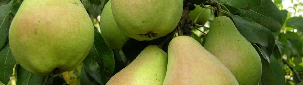 Груша сорту Велеса — характеристика та особливості вирощування