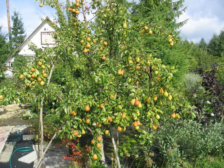 Груша сорту Велеса Груша сорту Велеса