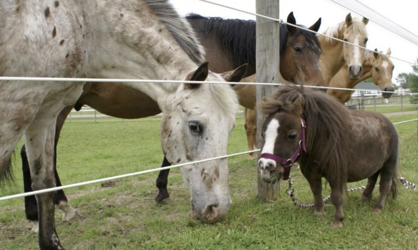 Тамберліна Тамберліна