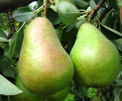 Особливості вирощування та догляду за грушею сорту «Конкорд»