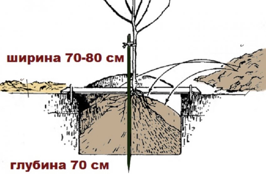 Розмір посадкової ями для груші Розмір посадкової ями для груші