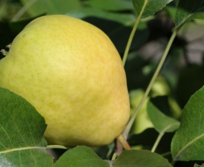 Груша Кафедральна — особливості посадки і догляду