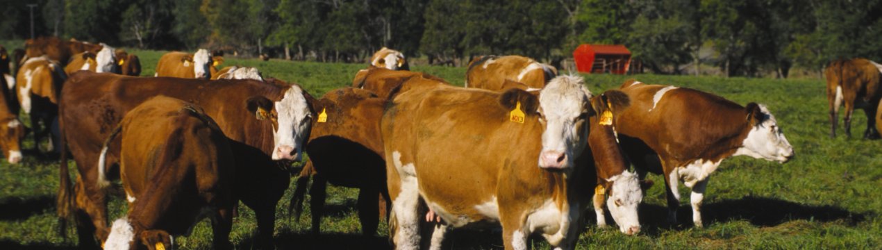 Російські тваринники витріщаються в столиці на фермерські новинки