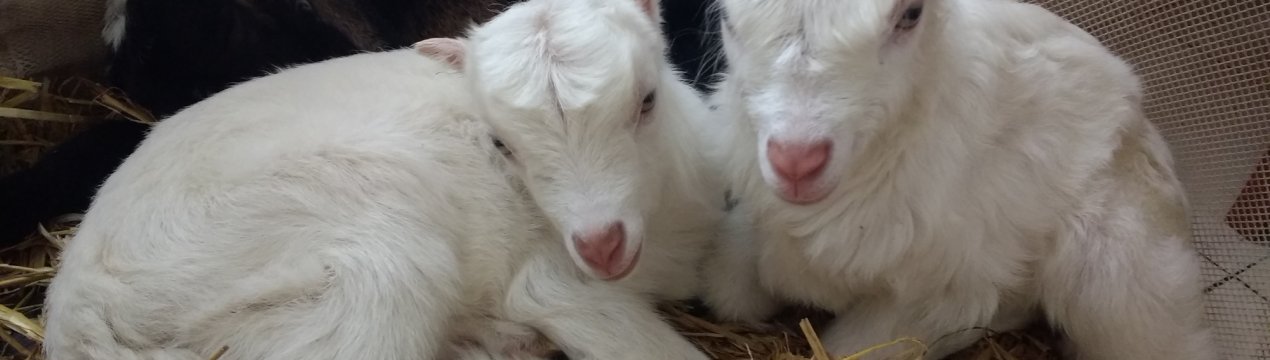 У травні столицею російського козівництва стане Тула