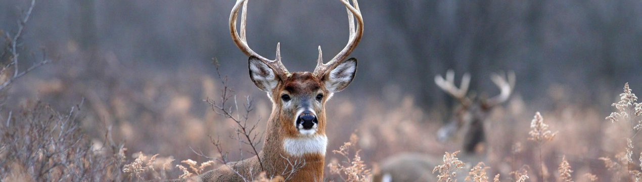 Якути за допомогою солі рятують оленів від вимирання