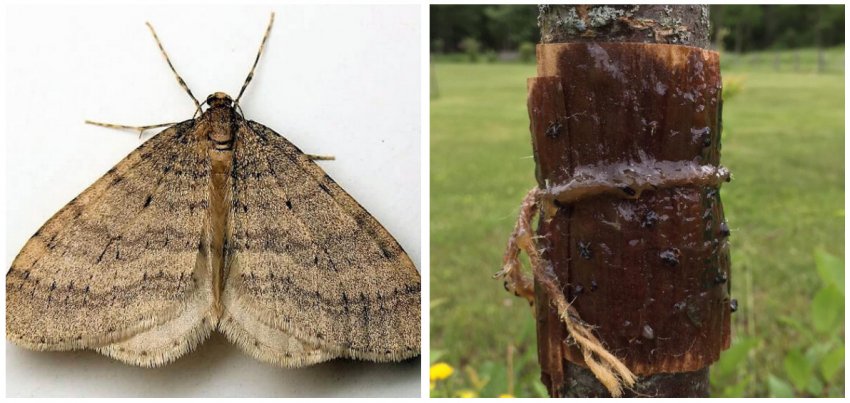 Зимова пяденица і ловчі пояси для комахи Зимова пяденица і ловчі пояси для комахи
