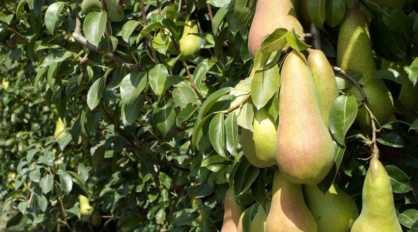 Груша Конкорд