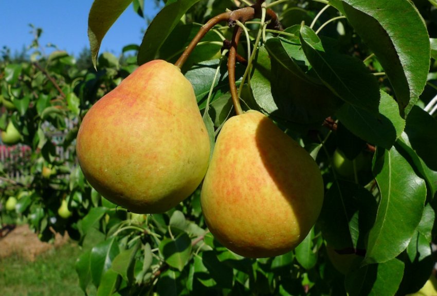 Груша Кафедральна на гілці