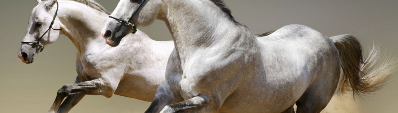 Вага коня: середні показники, особливості вимірювання