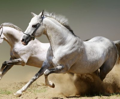 Вага коня: середні показники, особливості вимірювання