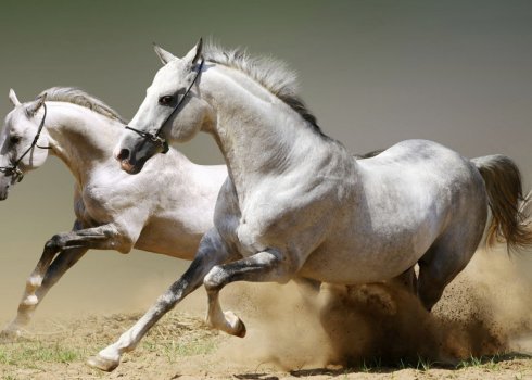 Вага коня: середні показники, особливості вимірювання