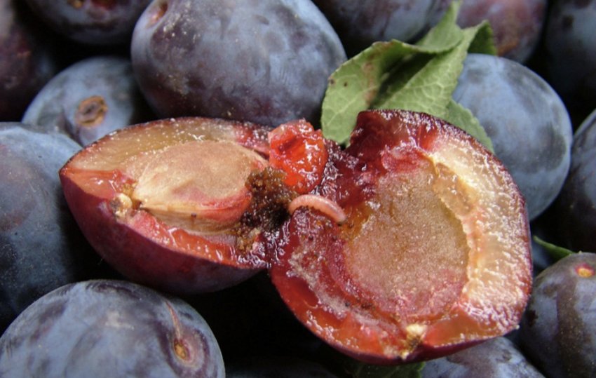 Сливова плодожерка Сливова плодожерка