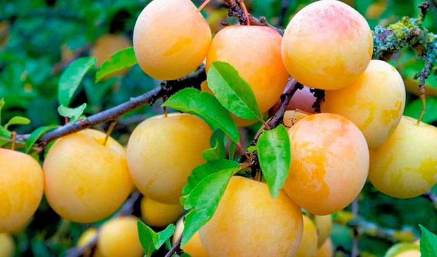 Зливу Світлячок