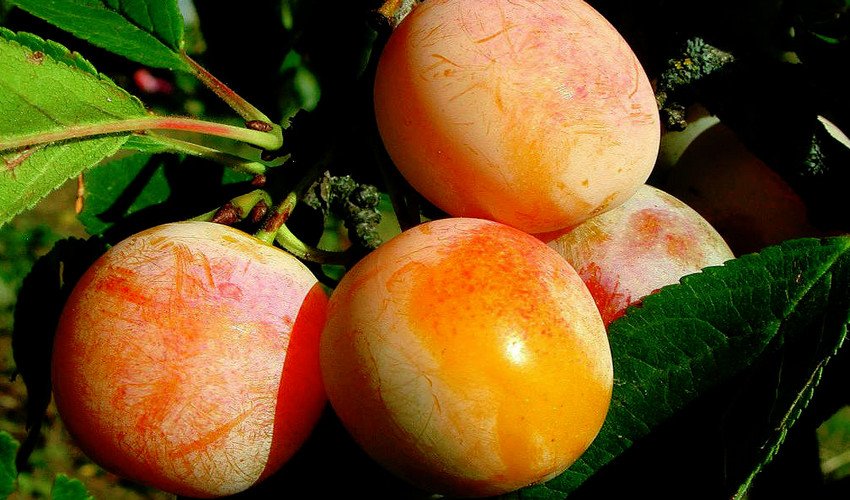 Зливу Світлячок