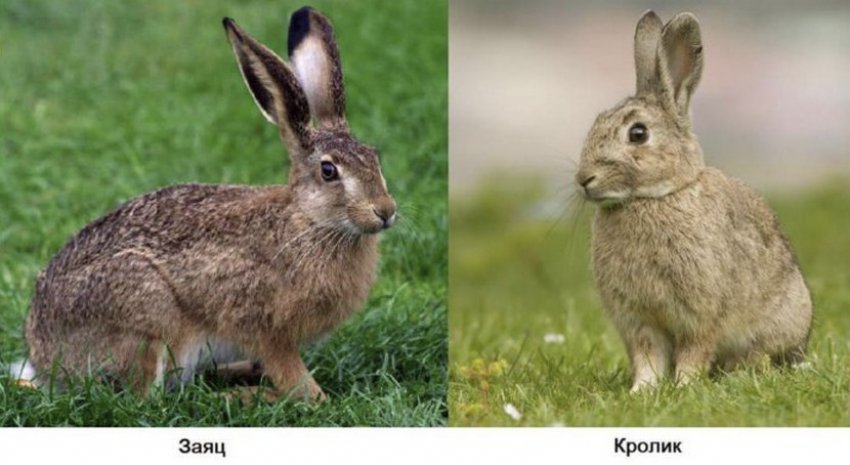 Отличия зайца от кролика