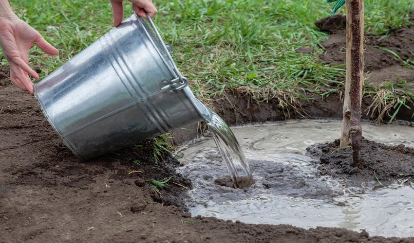 Полив сливи