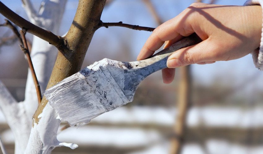 Побілка сливи