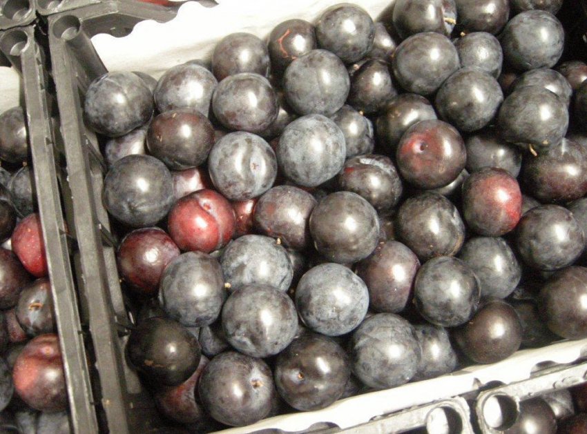 Зберігання сливи в ящику Зберігання сливи в ящику