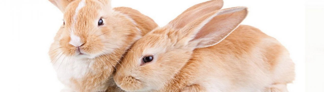Красиві імена для кроликів: як назвати дівчинку і хлопчика