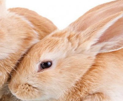Красиві імена для кроликів: як назвати дівчинку і хлопчика